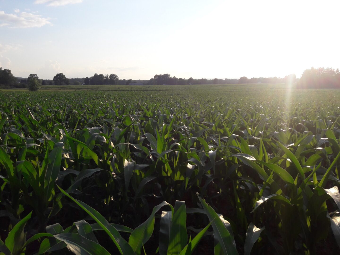 <p>Cornfield beside the Yiddish Book Center, summer 2016. (Rendered more nostalgic/utopian because the corn has since been replaced with solar panels.) Courtesy Diana Clarke</p>
