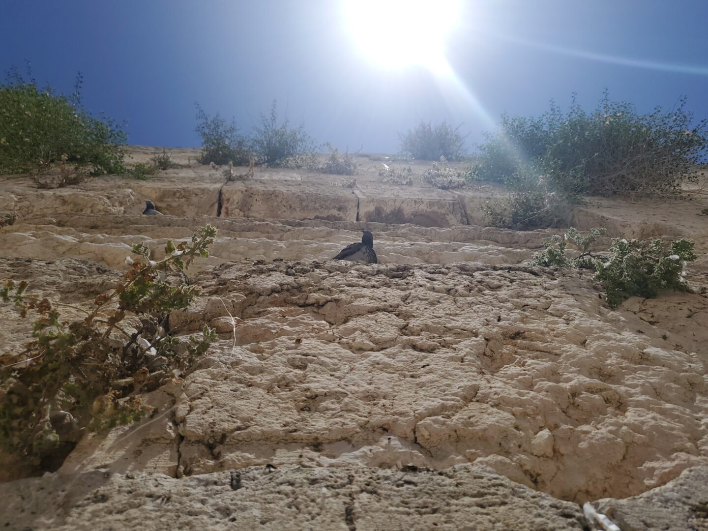<p>Bird and shrubs in a sunny desert landscape in Israel. Photo credit: Ber Kotlerman.</p>