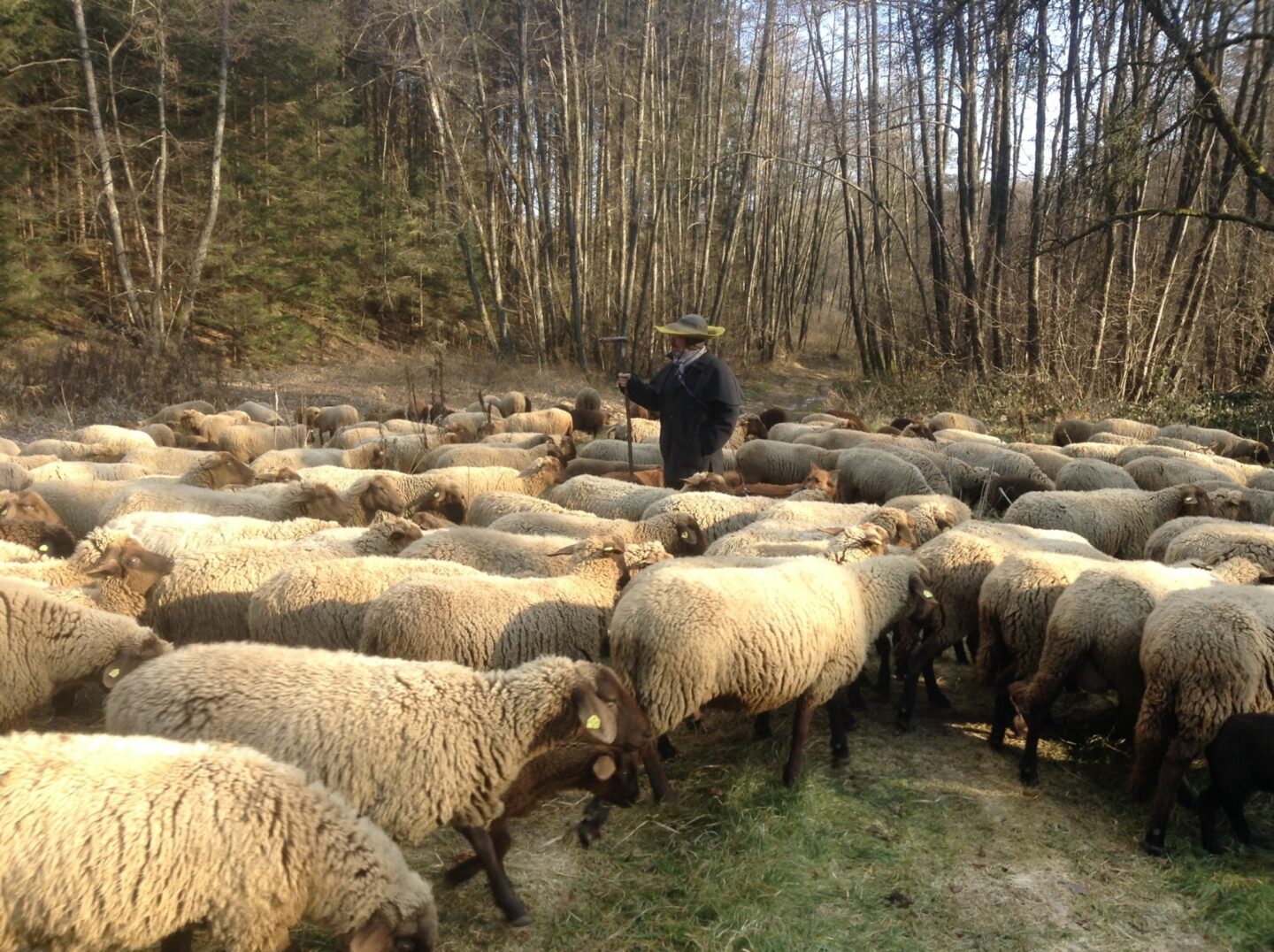 <p>Hans Breuer and his sheep. Photo Credit: Sonia Gollance</p>