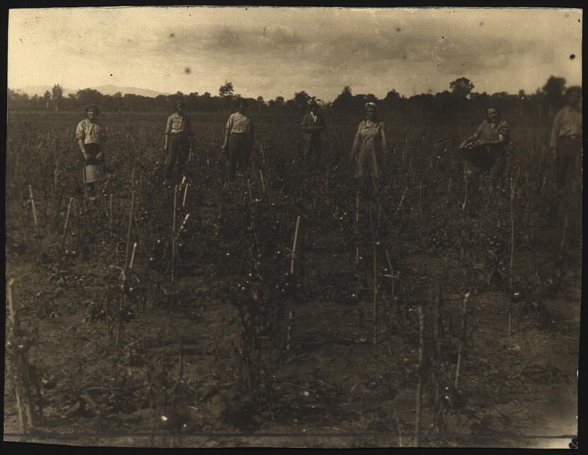 <p>Harvesting tomatoes, from the <a href="http://international.loc.gov/cgi-bin/query/r?intldl/mtfront:@field(NUMBER+@band(mtfxph+na0025_06001))::" target="_blank">National Library of Russia Department of Prints</a> St. Petersburg, Russia.</p>